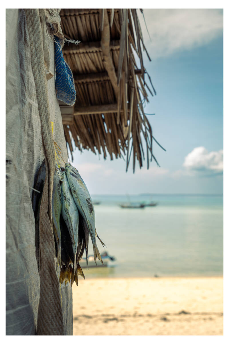 Fish  Shelter in Paradise